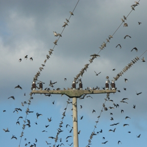 Vogelzug